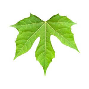 CHAYA